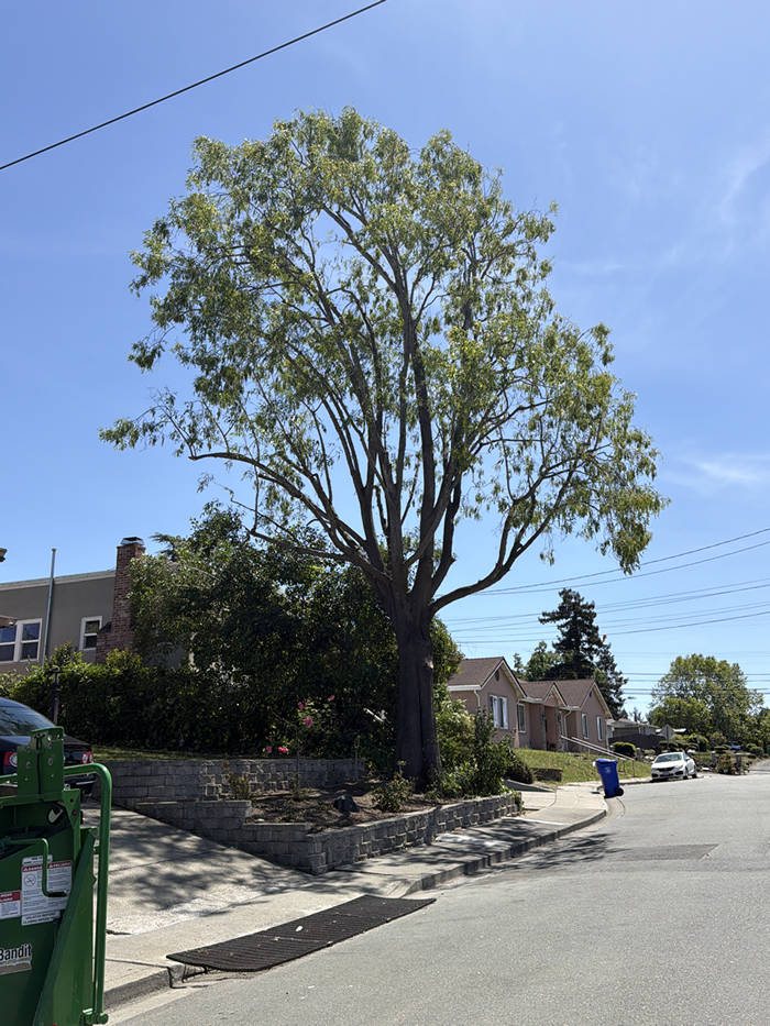 Pruned street tree