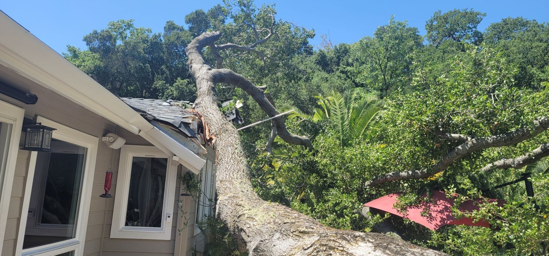 Large oak tree on a house
