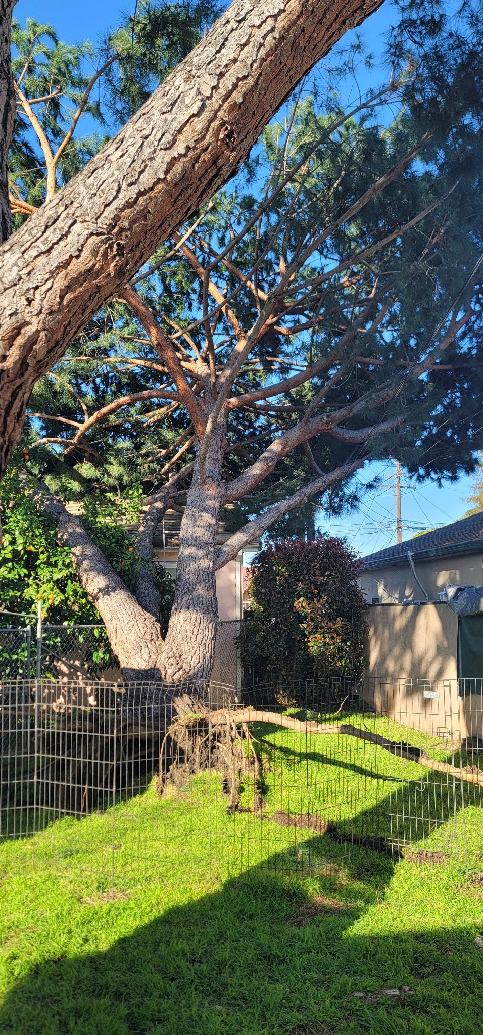 Leaning pine with exposed roots