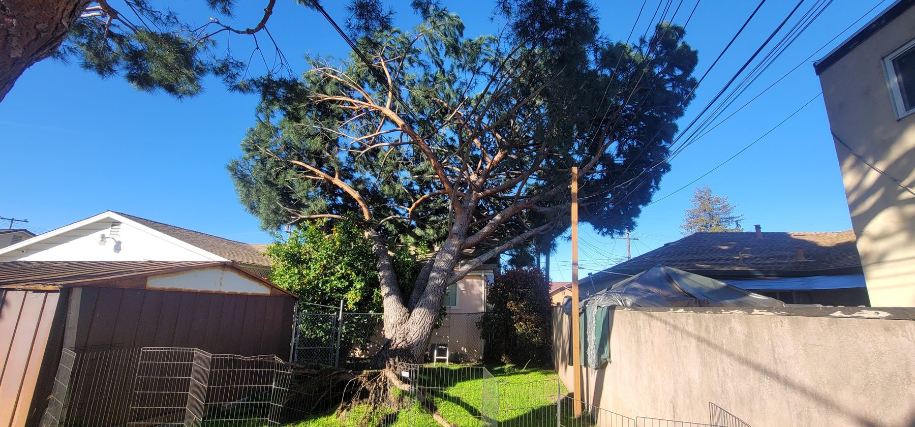 Large leaning pine near homes and utility lines