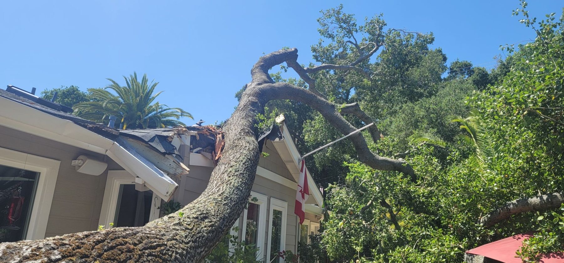 Large oak tree fallen onto a residential roof