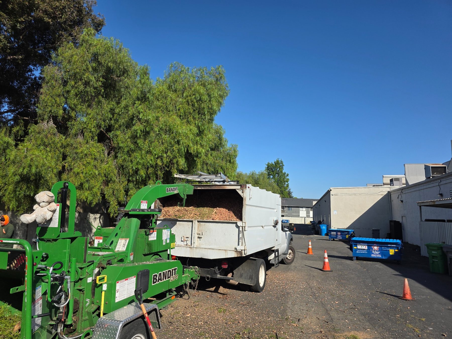 Cal Tree Care worker beside a chipper
