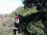 tree work